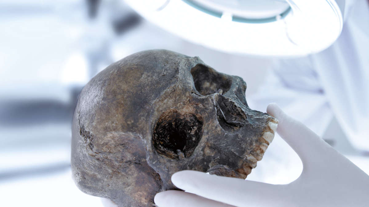 human skull during scientific research